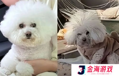 小比熊被送潘宏手里**，先卖乖再连咬多人，结果喜提“本硕连读”